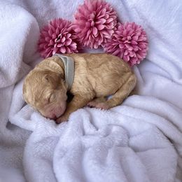 Bernedoodle and Labradoodle Puppies from Royal Doodles