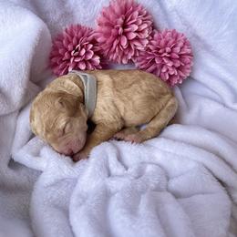 Bernedoodle and Labradoodle Puppies from Royal Doodles