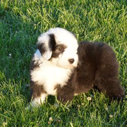 Old English Sheepdog Puppies from Roland Hills Farm