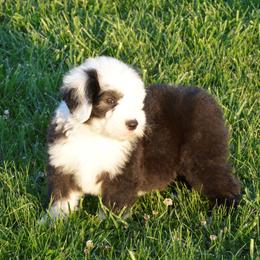 Old English Sheepdog Puppies from Roland Hills Farm