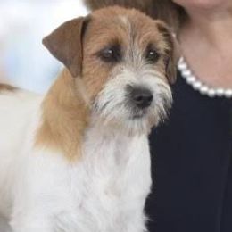 Lizzie - Russell Terrier