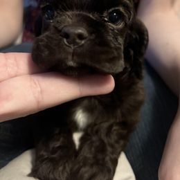 Cocker Spaniel Puppies from Top Notch Cocker Spaniels