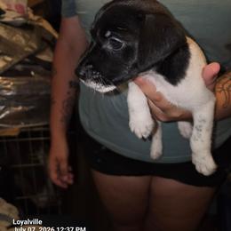 Green collar - Black and white female Parson Russell Terrier puppy in Branford, Florida from Loyalville
