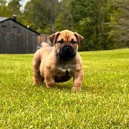 Blue - Brown male Boerboel puppy in Callicoon, New York from Southern Pride Boerboels