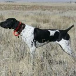German Shorthaired Pointer All Grown Up from Stone Face Kennels