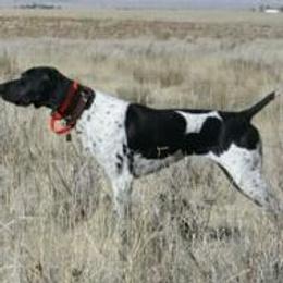 German Shorthaired Pointer All Grown Up from Stone Face Kennels