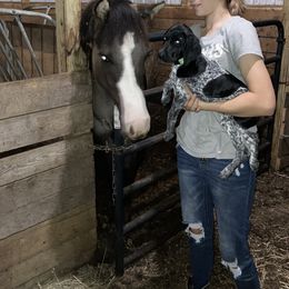 German Shorthaired Pointer Puppies from Winsome Farm