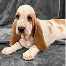 Burgundy collar feamale - Red and white female Basset Hound puppy in Columbia, South Carolina from Pawmetto Hounds