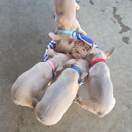 French Bulldog puppies from Cole's French Bulldogs