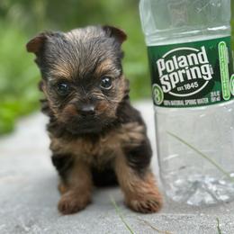 Dory micro girl - Black and tan female Yorkshire Terrier puppy in Rochester, New York from Tnt Yorkies and Cosmic corgis