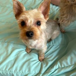 Roscoe - Yorkshire Terrier