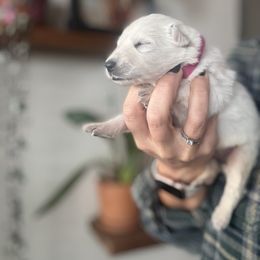 Pink Female - White female Berger Blanc Suisse puppy in Brooksville, Florida from Vom Hundhaus Shepherds