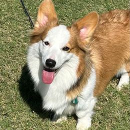 Kollyns - Pembroke Welsh Corgi