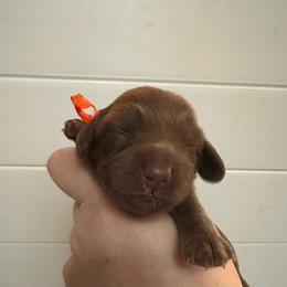 Lindor - Chocolate female Dachshund puppy in Wolf Lake, Indiana from Canisteo Dachshunds