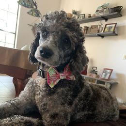 Mooney - Bernedoodle