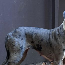 Great Danes from Rough Diamond Danes