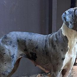 Great Danes from Rough Diamond Danes