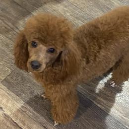 Peanut - Poodle
