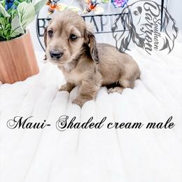 Maui - Cream male Dachshund puppy in Prairieville, Louisiana from Southern Barron Danes & Dachshunds