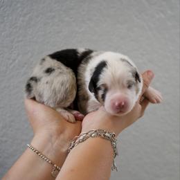 Gunther - Blue merle male Australian Shepherd puppy in Bertram, Texas from Ashley’s Australian Shepherds
