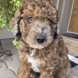 Nalu - Merle male Bernedoodle puppy in Superior, Arizona from Mountain Bridge Doodles