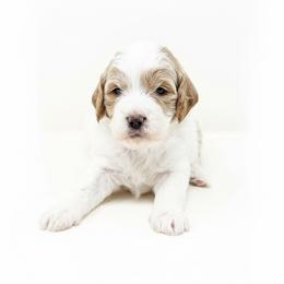Powder - Apricot male Cavapoo puppy in Columbus, Montana from Comfort Doodle