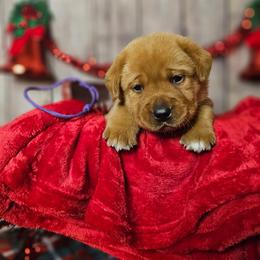 Sweet Potato - Yellow male Labrador Retriever puppy in Louisville, Kentucky from Tsuki Labradors