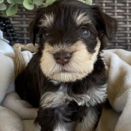 Miniature Schnauzers from Hilltop Mini Schnauzers