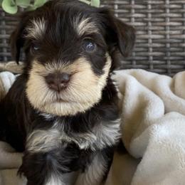 Miniature Schnauzers from Hilltop Mini Schnauzers