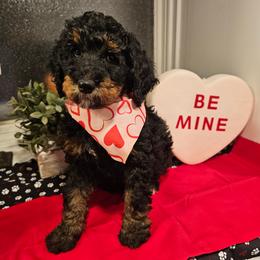 Mint collar - Phantom female Bernedoodle puppy in Shelby, North Carolina from Forever Grateful Doodles