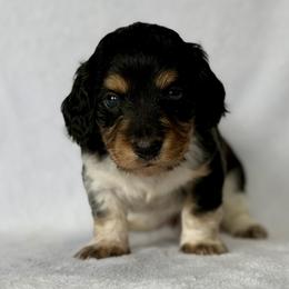 Boy 1 - Black and tan male Dachshund puppy in Lakewood Park, Tennessee from Warricks Wild Weenies