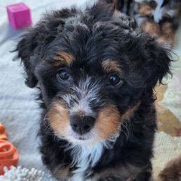 Mustang Sally - Black tri-color Assorted Doodle Crosses puppy in Indianapolis, Indiana from Do Wah Diddy Doodles