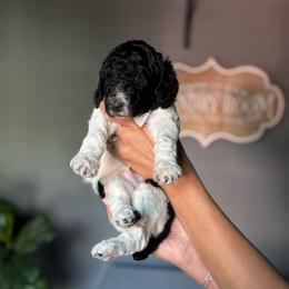 Sergeant - Parti male Poodle puppy in Lake Village, Indiana from Kennings Poodles and Company