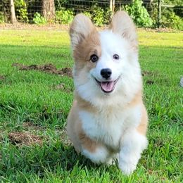 Paisley - Red female Pembroke Welsh Corgi puppy in Sparta, Tennessee from Poso Creek Corgis