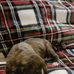 Male 1 - Brindle male Boxer puppy in Shelbyville, Tennessee from Layne's Boxers