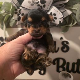 Navy - Black and gold male Yorkshire Terrier puppy in Clermont, Florida from Bella's Prissy Butts