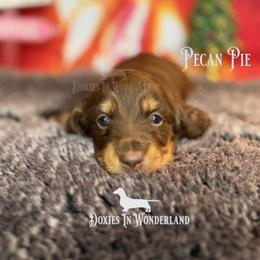 Pecan Pie - Chocolate and tan male Dachshund puppy in Rainier, Oregon from Doxies in Wonderland