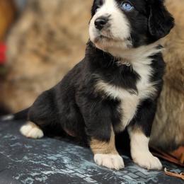 Miniature Australian Shepherd and Shetland Sheepdog Puppies from Southpaw Herders