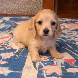 Emerald - Cream female Dachshund puppy in Springfield, Missouri from Queen City Sausage Dogs