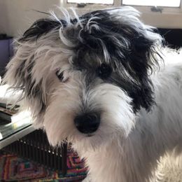 Aussiedoodle Puppies from Brambleberry Doodles