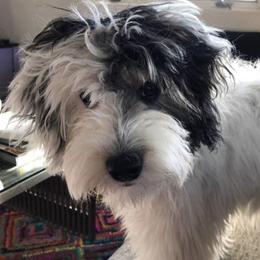 Aussiedoodle Puppies from Brambleberry Doodles