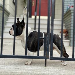 Boxer and French Bulldog All Grown Up from The Bakery