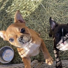 French Bulldog puppies from Shays Designer Dogs