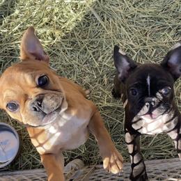 French Bulldog puppies from Shays Designer Dogs