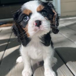 Cavalier King Charles Spaniel Puppies from Cumberland Cavaliers