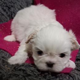 Snow - White female Shih Tzu puppy in Montrose, Colorado from Gnomies Furry Friends