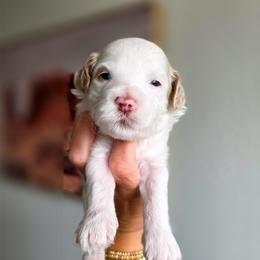 Tillman - Parti male Goldendoodle puppy in Moses Lake, Washington from Macy Meadows Doodles