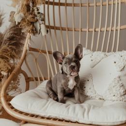 French Bulldog Puppies from Farm Fresh Frenchies