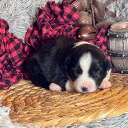 Yesterday - Black & white female Miniature Australian Shepherd puppy in California from Eagle River Aussies