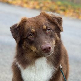 Bug - Australian Shepherd